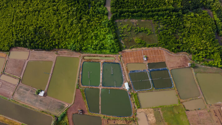 anh nuoi tom o dbscl scaled 1