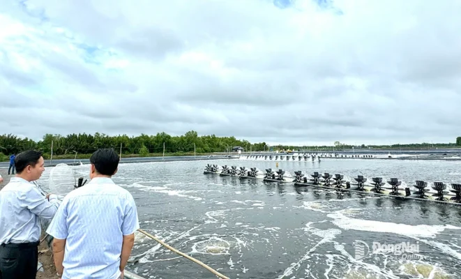 nuoi tom 1 20240729221133